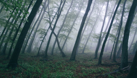 Q&A: Producer David S. Goyer Talks ‘The Forest’